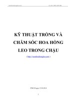 Kỹ thuật trồng và chăm sóc Hoa Hồng Leo