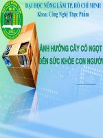 ảnh hưởng cây cỏ ngọt ảnh hưởng đến sức khỏe con người 