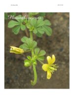 Thực Vật Dược 2 - Biophavn - chuyên trang tài liệu Dược Test 2