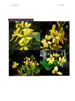 Thực Vật Dược 2 - Biophavn - chuyên trang tài liệu Dược Test 1