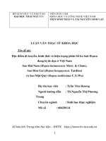 Đặc điểm di truyền, hình thái và hiện trạng phân bố của ba loài hopea đang bị đe dọa ở việt nam sao hải nam (hopea hainanensis merr   chun), sao hòn gai (hopea hongayensis tardieu) và sao mặt quỷ (hopea mollissima c y wu) 