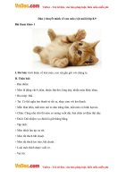 lap dan y thuyet minh ve con meo