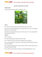 lap dan y thuyet minh ve cay chuoi