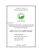 Tình hình mắc bệnh viêm tử cung ở đàn lợn nái ngoại nuôi tại trại lợn Nguyễn Thanh Lịch Ba Vì  Hà Nội và một số phác đồ điều trị. (Khóa luận tốt nghiệp)