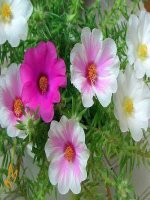 Tuần 32. Đáp lời từ chối. Đọc sổ liên lạc