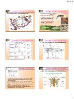 CTH C2.1 Bai2 HinhthaiChung Dau K59