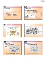 CTH C2.3 Bai3 Hinhthai Nguc Bung K59