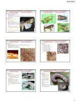 Học liệu - Học liệu BVTV SauXam