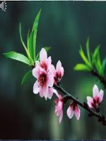 Bài 24. Nghĩa tường minh và hàm ý