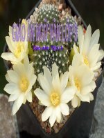 Bài 31. Kiểm tra phần tiếng việt