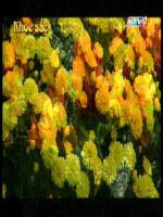 Tuần 21. Đọc thêm: Hiền tài là nguyên khí của quốc gia