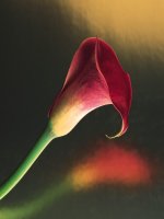 Tuần 25. Tóm tắt văn bản thuyết minh