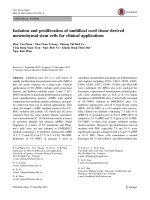 DSpace at VNU: Isolation and proliferation of umbilical cord tissue derived mesenchymal stem cells for clinical applications