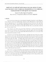 DSpace at VNU: Thiết kế cặp mồi để nhân đoạn gen 18S ARNR của hai loài trà hoa vàng Camellia Crassiphylla và Camellia Tamdaoensis ở vườn quốc gia Tam Đảo