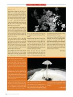 DSpace at VNU: Phát hiện khởi điểm của sự sống trên sao chổi