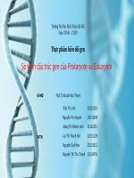 So sánh cấu trúc gen của Prokaryote và Eukaryote