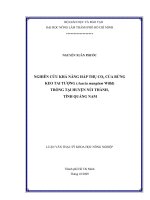 NGHIÊN CỨU KHẢ NĂNG HẤP THỤ CO2 CỦA RỪNG KEO TAI TƯỢNG (Acacia mangium Willd) TRỒNG TẠI HUYỆN NÚI THÀNH, TỈNH QUẢNG NAM