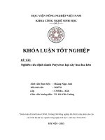 Khóa luận tốt nghiệp Nghiên cứu định danh Potyvirus hại cây hoa loa kèn
