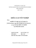 NGHIÊN CỨU HIỆU QUẢ KÝ SINH CỦA NẤM Paecilomyces spp. ĐỐI VỚI RỆP SÁP GIẢ Dysmicoccus sp. GÂY HẠI TRÊN CÂY KHÓM TẠI TỈNH TIỀN GIANG