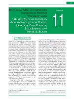 CHAPTER 11 – BACTERIAL ABC TRANSPORTERS INVOLVED IN PROTEIN TRANSLOCATION