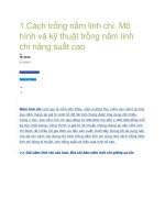 1 cách trồng nấm linh chi  mô hình và kỹ thuật trồng nấm linh chi năng suất cao