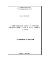 Nghiên cứu nhân giống cây bưởi diễn (Citrus Grandis L.) bằng kỹ thuật nuôi cấu in vitro