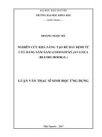 Nghiên cứu khả năng tạo rễ bất định từ cây Đảng Sâm nam (Codonopsis javanica (Blume) Hook.f.,) (Luận văn thạc sĩ)