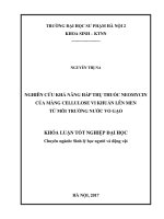 NGHIÊN CỨU KHẢ NĂNG HẤP THỤ THUỐC NEOMYCIN  CỦA MÀNG CELLULOSE VI KHUẨN LÊN MEN  TỪ MÔI TRƯỜNG NƯỚC VO GẠO