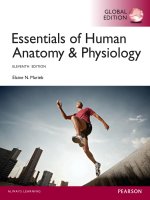 Essential of Human anatomy and physiology 11th global edition by marieb pearson