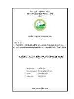 Nghiên cứu khả năng nhân nhanh giống lan hài giáp Paphiopedilum malipoense bằng phương pháp in vitro. (Khóa luận tốt nghiệp)