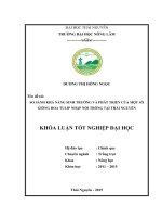 So sánh khả năng sinh trưởng và phát triển của một số giống hoa Tulip nhập nội trồng tại Thái Nguyên (Khóa luận tốt nghiệp)