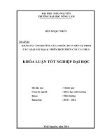 Khảo sát ảnh hưởng của thuốc bảo vệ thực vật đến sự đa dạng sinh học các loại sâu hại và thiên địch trên cây cà chua (Khóa luận tốt nghiệp)