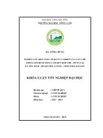 Nghiên cứu khả năng tích lũy carbon của cây Chè trong mô hình Nông lâm kết hợp Chè  Rừng tại xã Yên Ninh, huyện Phú Lương, tỉnh Thái Nguyên (Khóa luận tốt nghiệp)