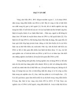 Xác định đa hình thái gen TY thể HV1 và HV2 ở một số nhóm người thuộc dân tộc kinh và dân tộc mường người VN 