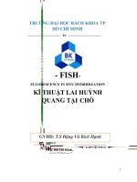 bao cao kỹ thuật lai huỳnh quang tại chổ