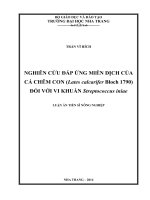 Nghiên cứu đáp ứng miễn dịch của cá chẽm con (Lates calcarifer bloch, 1790) đối với vi khuẩn Streptococcus iniae (Luận án tiến sĩ)