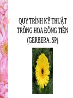QUY TRÌNH kỹ THUẬT TRỒNG HOA ĐỒNG TIỀN