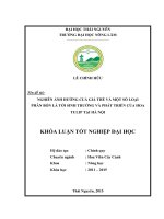 Nghiên ảnh hưởng cuả giá thể và một số loại phân bón lá tới sinh trưởng và phát triển của hoa Tulip tại Hà Nội (Khóa luận tốt nghiệp)