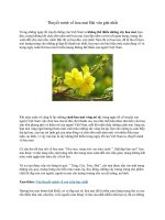 Thuyết minh về hoa mai bài văn giải nhất