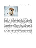 bài văn tả con chó mà em yêu thích hay nhất