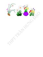 CÁC HỌA TIẾT TRANG TRÍ TRONG GIÁO ÁN ĐẸP