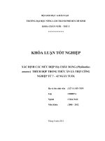 XÁC ĐỊNH CÁC MỨC DIỆP HẠ CHÂU ĐẮNG (Phyllanthus amarus) THÍCH HỢP TRONG THỨC ĂN GÀ THỊT CÔNG NGHIỆP TỪ 7 – 42 NGÀY TUỔI.