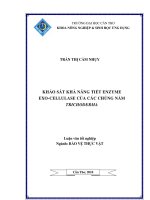 KHẢO sát KHẢ NĂNG TIẾT ENZYME EXO CELLULASE của các CHỦNG nấm TRICHODERMA 