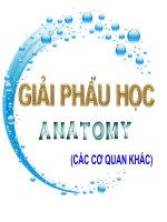 giải phẫu học anatomy