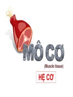 sinh học mô cơ, hệ cơ