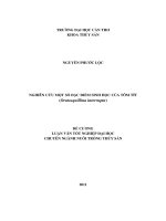 NGHIÊN cứu một số đặc điểm SINH học của tôm tít (oratosquillina interrupta) 