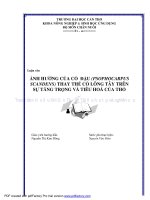 ẢNH HƯỞNG của cỏ đậu (PSOPHOCARPUS SCANDENS) THAY THẾ cỏ LÔNG tây TRÊN sự TĂNG TRỌNG và TIÊU HOÁ của THỎ 