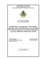 ẢNH HƯỞNG của KHOẢNG CÁCH TRỒNG lên KHẢ NĂNG SINH TRƯỞNG của cỏ LÔNG tây(brachiaria mutica) và cỏ RUZI (brachiaria ruziziensis) TRÊN đất PHÈN hậu GIANG 