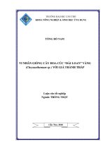 VI NHÂN GIỐNG cây HOA cúc “đài LOAN” VÀNG (chrysanthemum sp ) với GIÁ THÀNH THẤP 