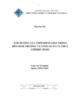 ẢNH HƯỞNG của THỜI điểm GIEO TRỒNG đến SINH TRƯỞNG và NĂNG SUẤT cà CHUA CHERRY RUBY 